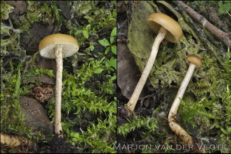 Grote moeraszwavelkop - Phaeonematoloma myosotis